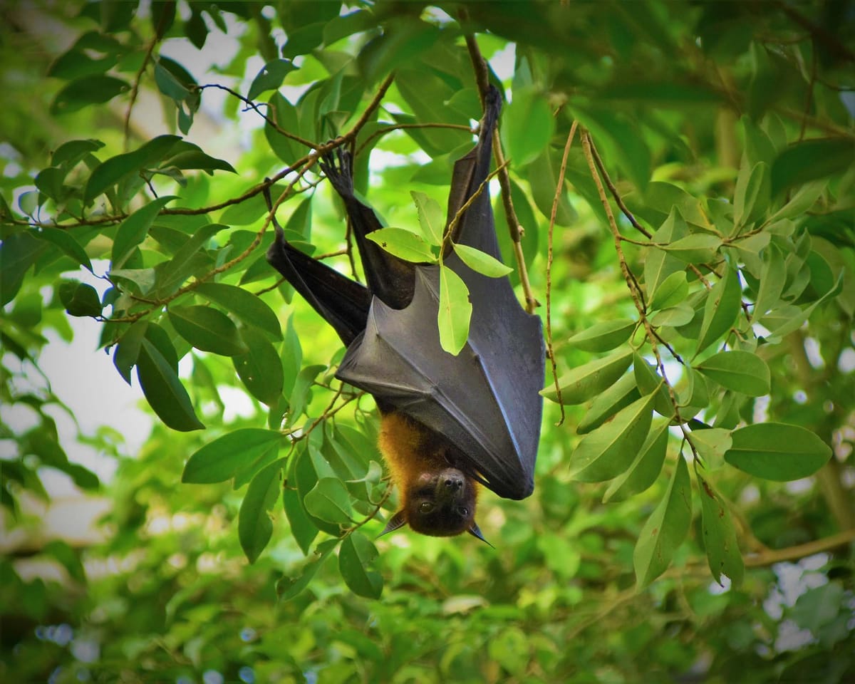 How (and why) to garden for bats