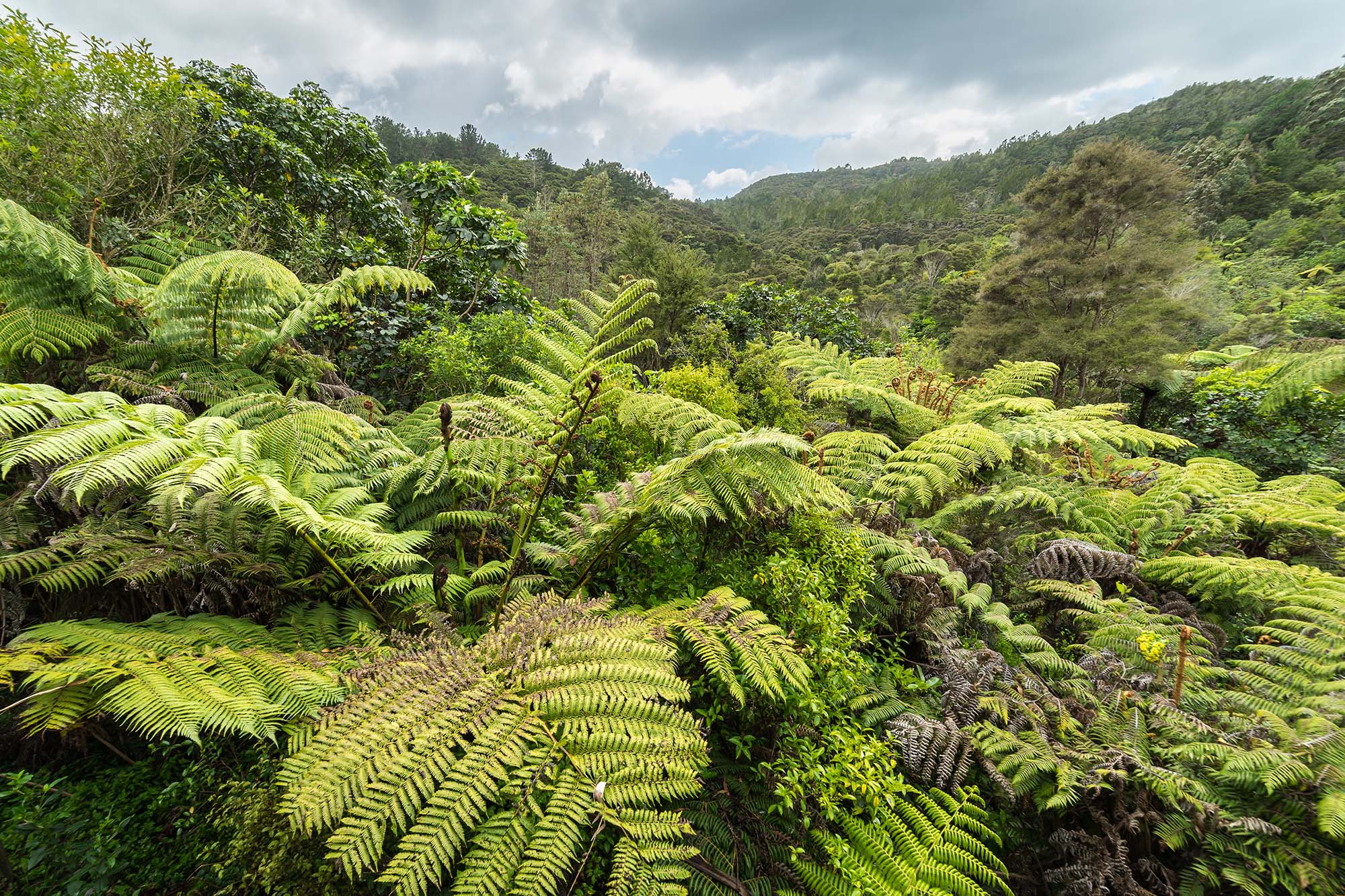 How Trees That Count Is Helping To Reforest New Zealand
