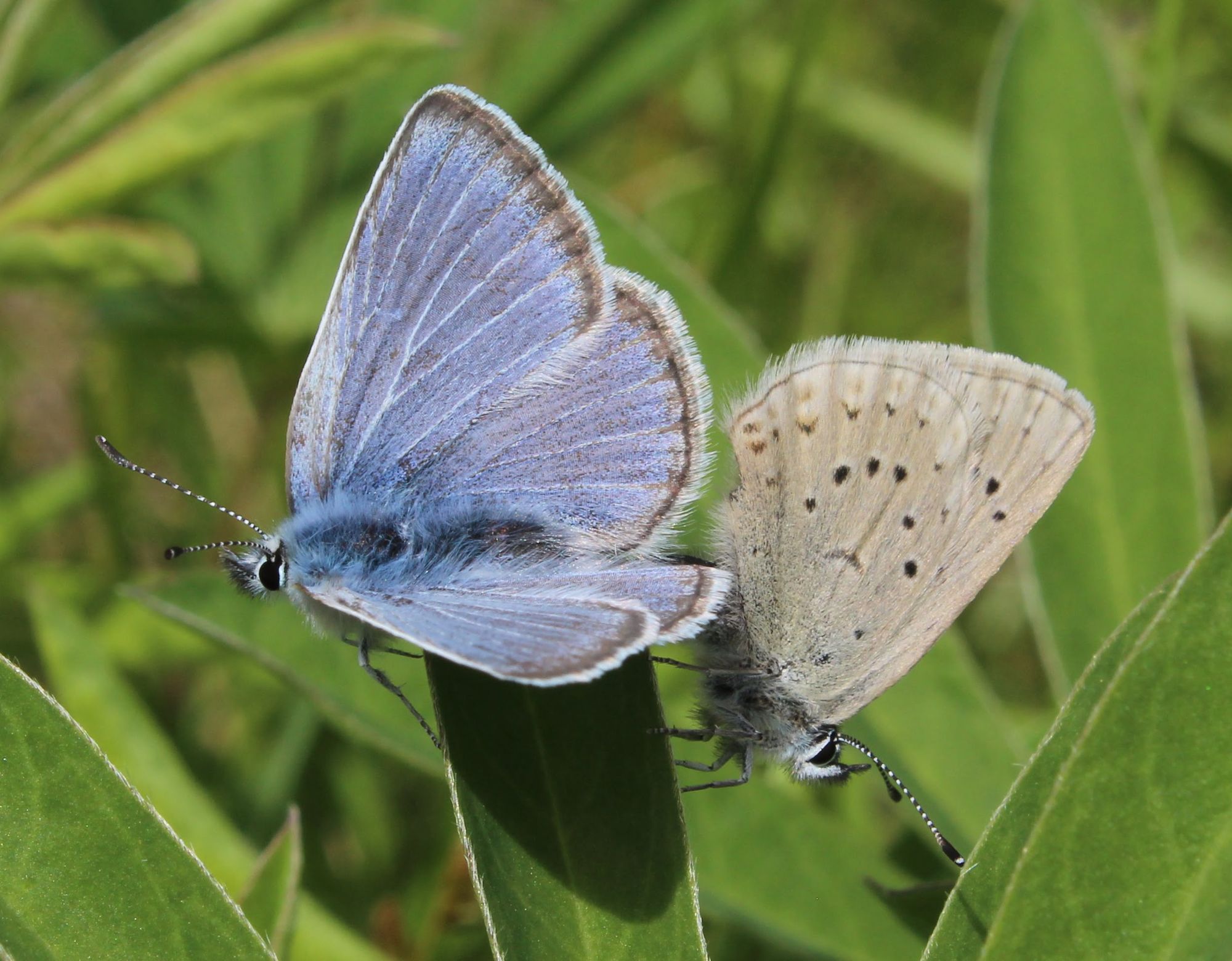 Evans clearance blue butterfly