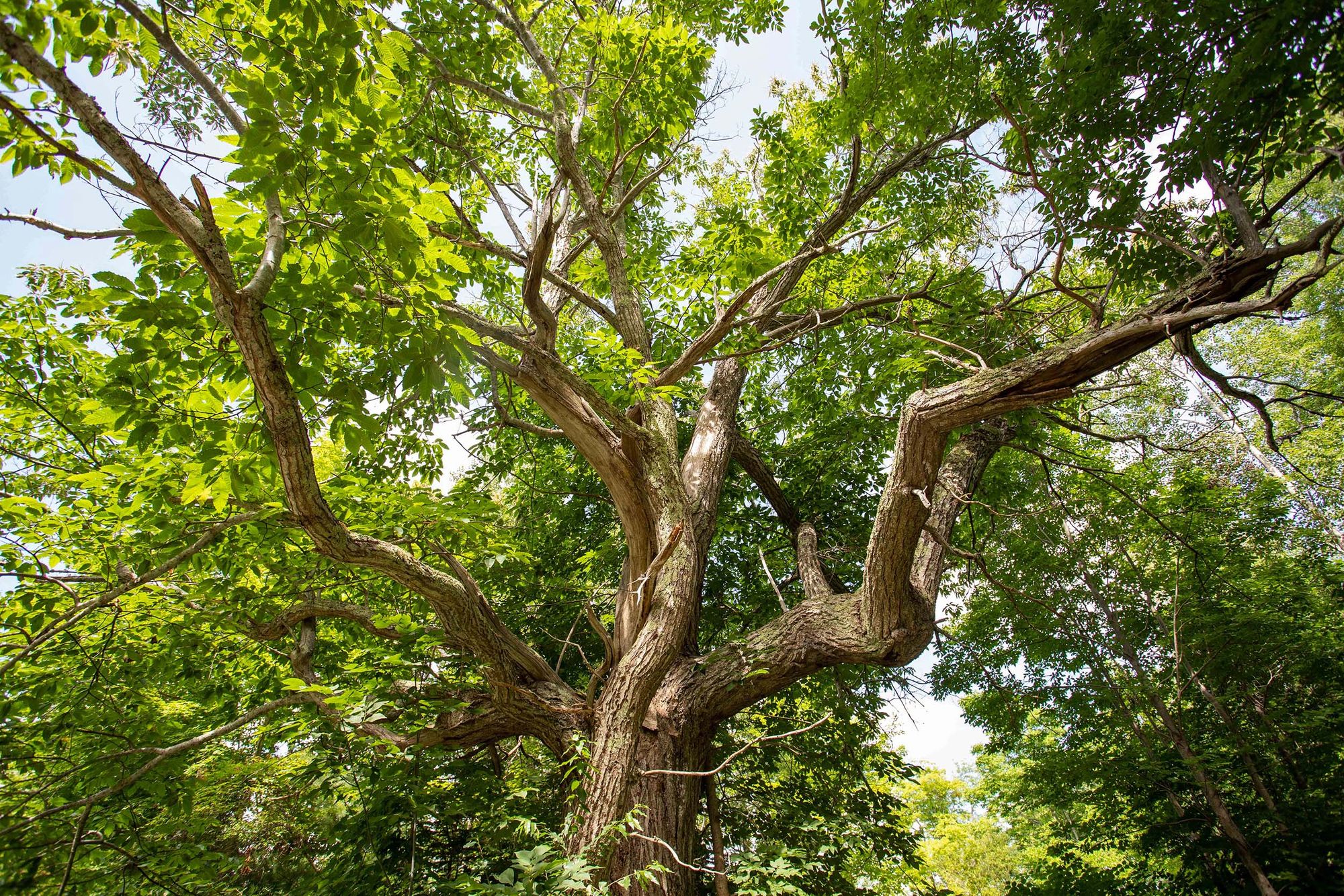 American Elm: 100 Most Common North American Trees
