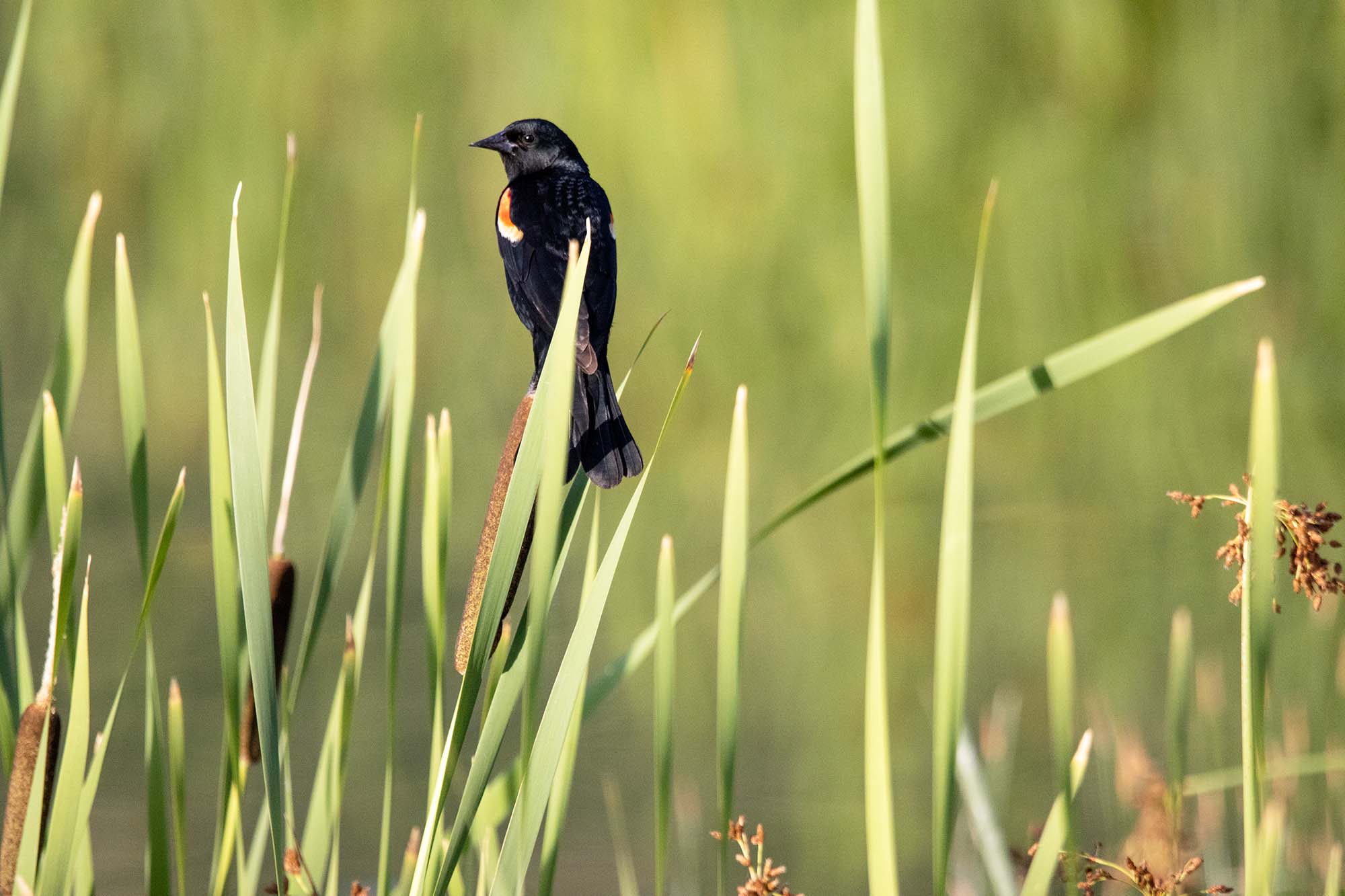 A red-winged blackbird perched on greenery