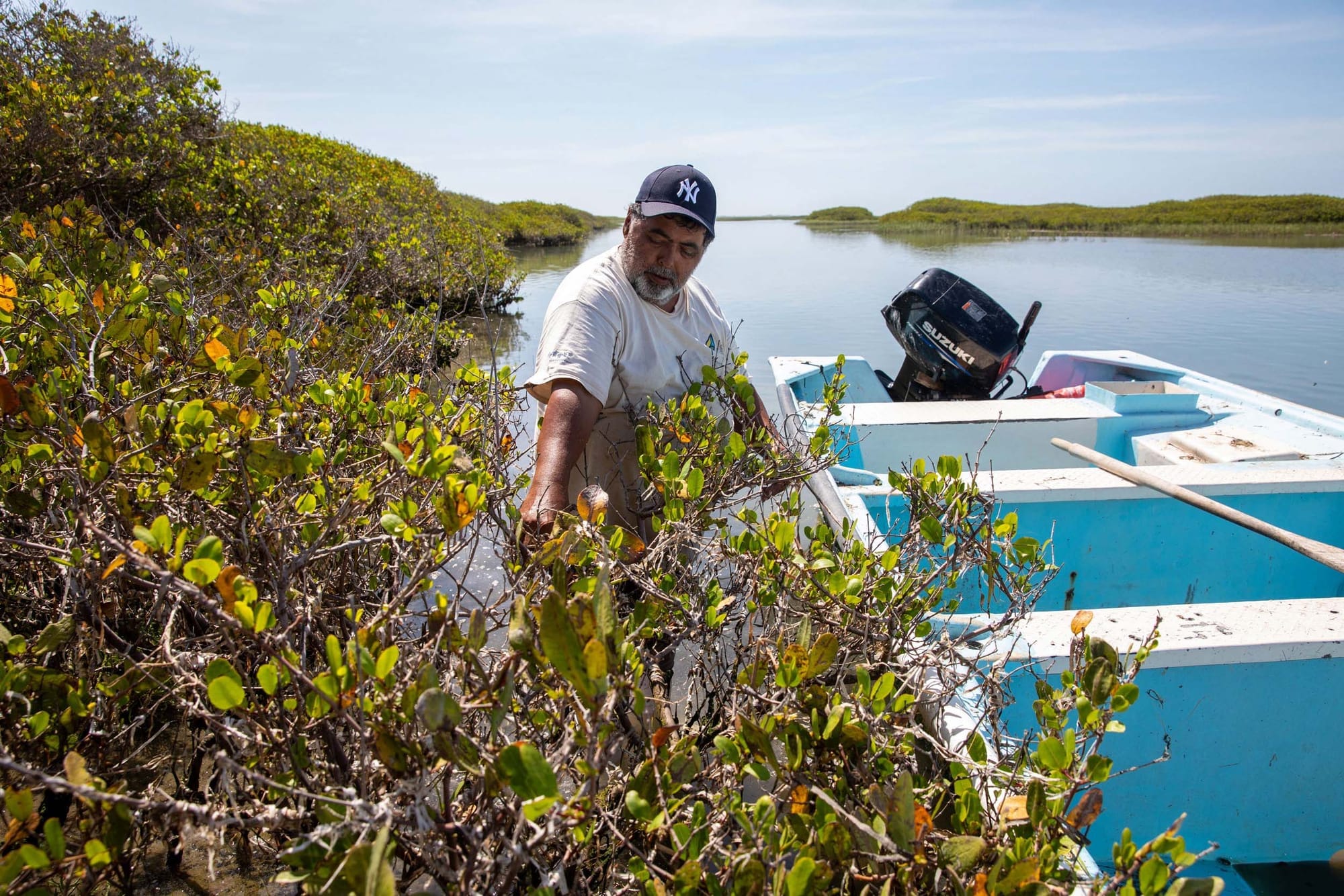 A person pointing at mangroves, standing next to a boat in a coastal scene