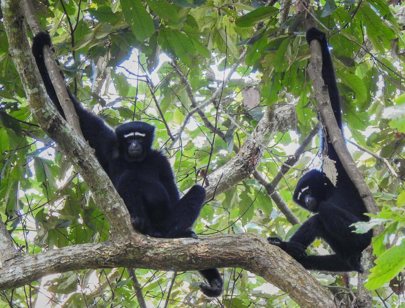 Two black gibbons with thick white eyebrows perched in a leafy tree