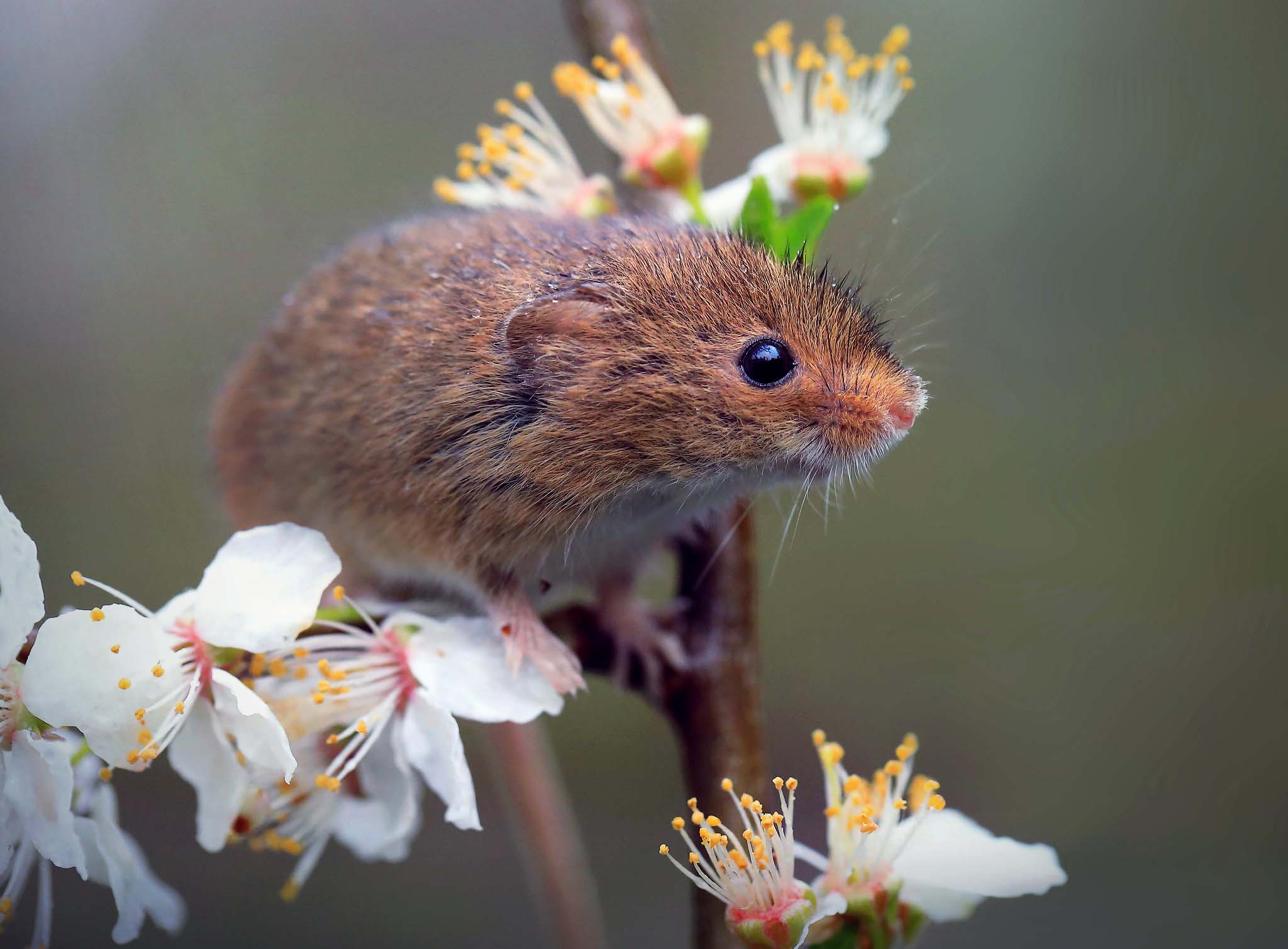 Close-up of a mouse perched on a branch covered in white flowers