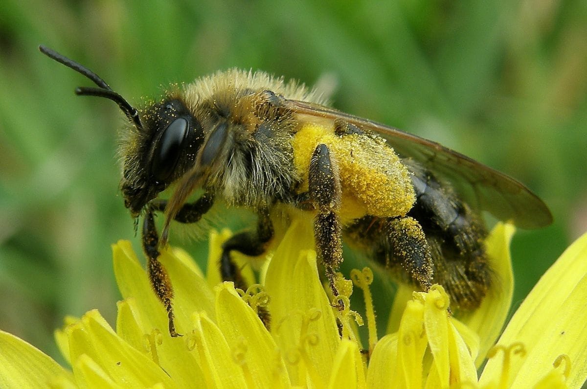Close-up of a honeybee on a yellow flower, covered in pollen
