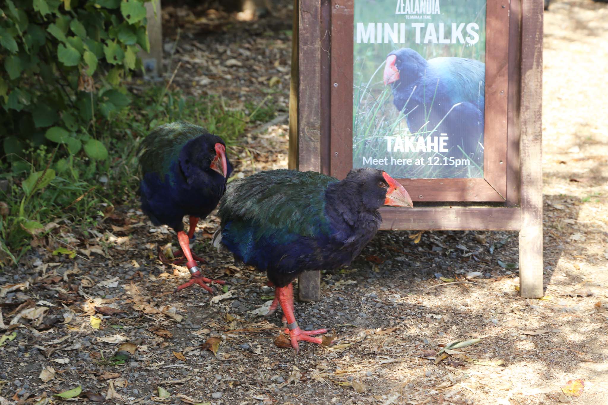 Two takahe walking next to a sign promoting a talk about takahe