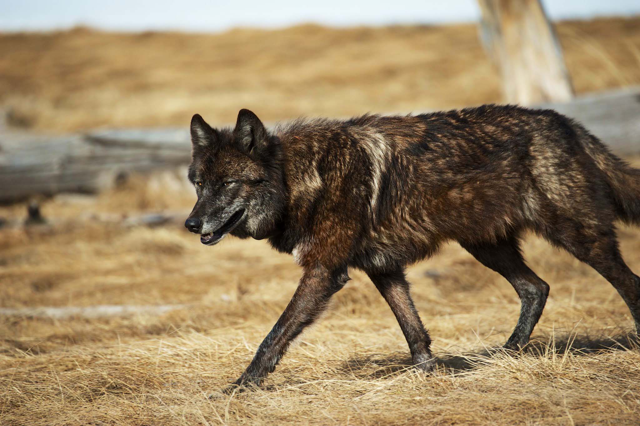Close-up shot of a wolf walking across brown grass