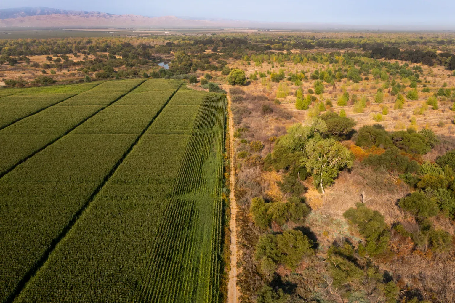 An aerial view: at left, neat rows of green crops. At right, a natural treed area
