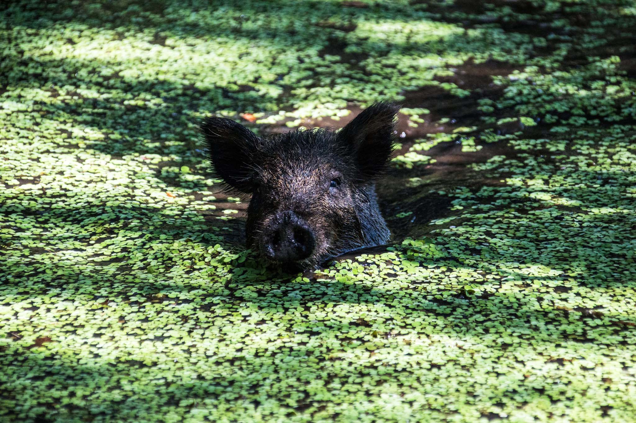 A dark-coloured wild boar swimming toward the camera through water covered in green plant debris