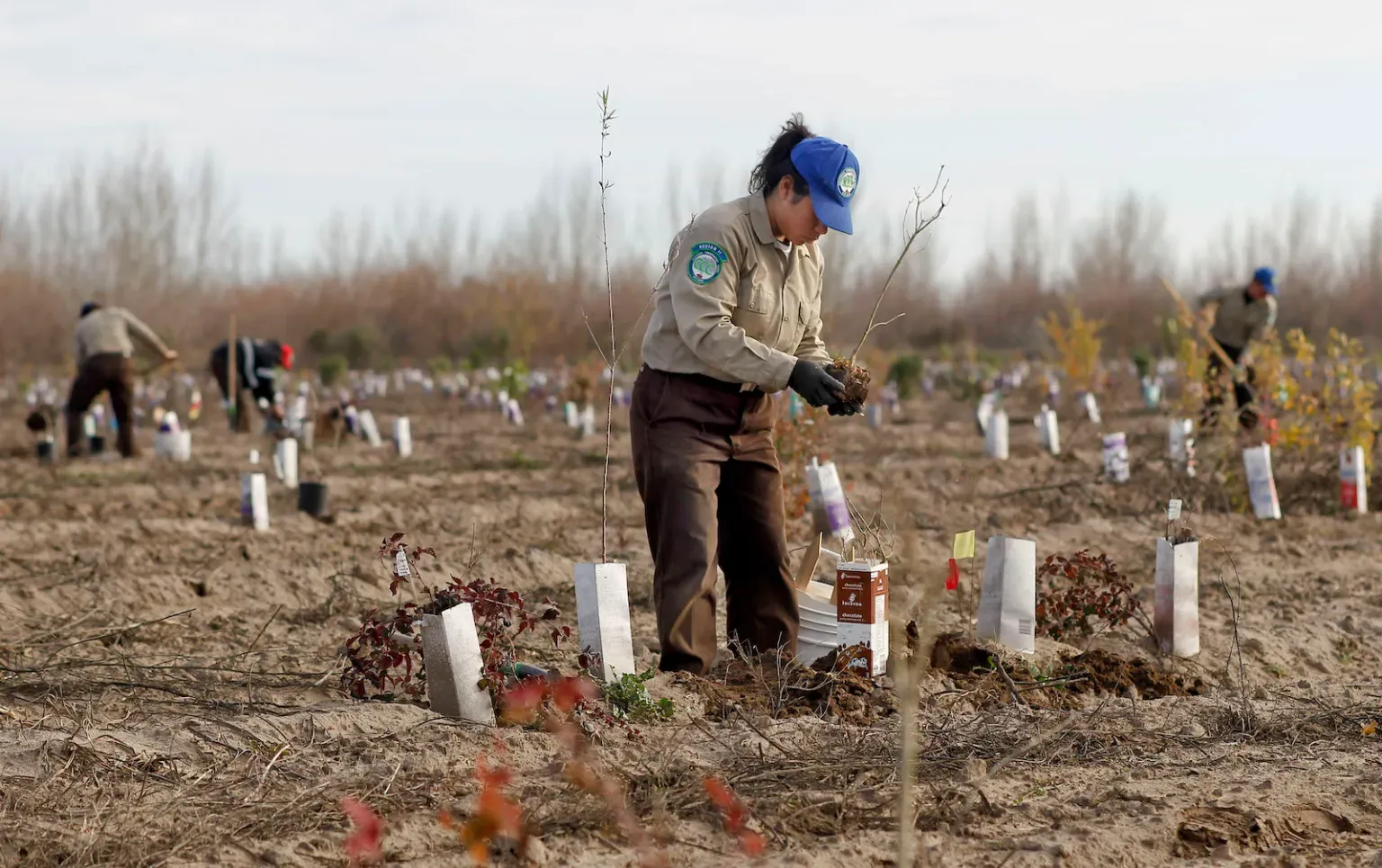 People in uniforms planting trees