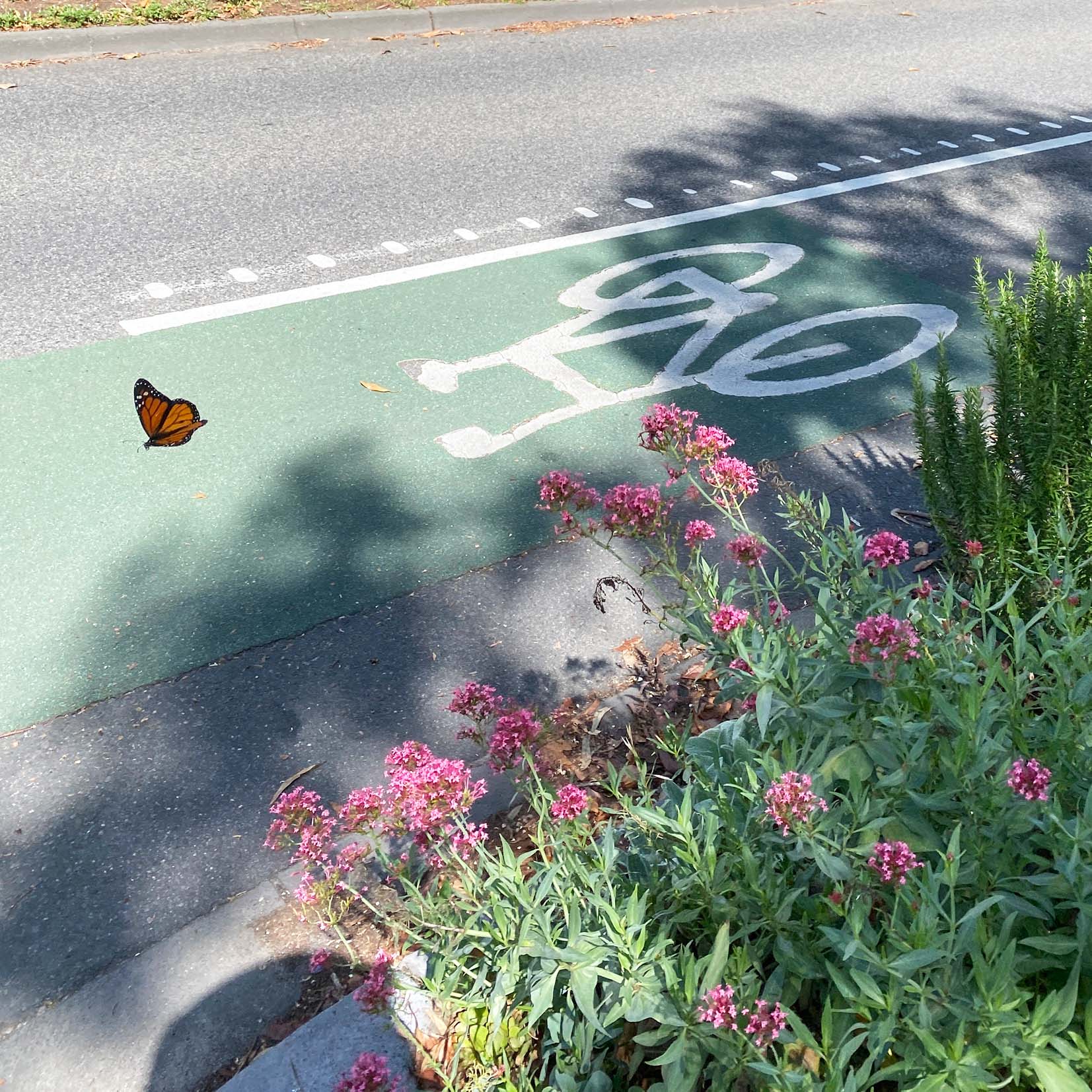 The pollinator corridor project that’s transforming Melbourne’s streets