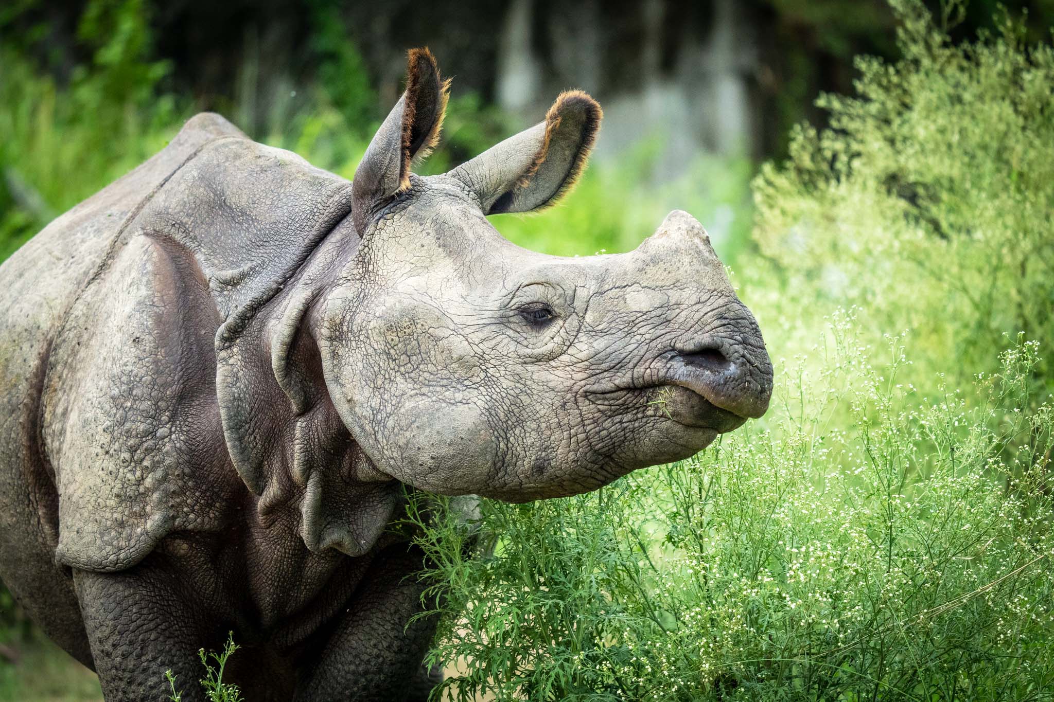 A portrait in profile of a rhino looking stoic amid tall green plants