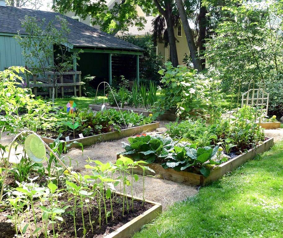 4 ways to turn your lawn into an edible garden