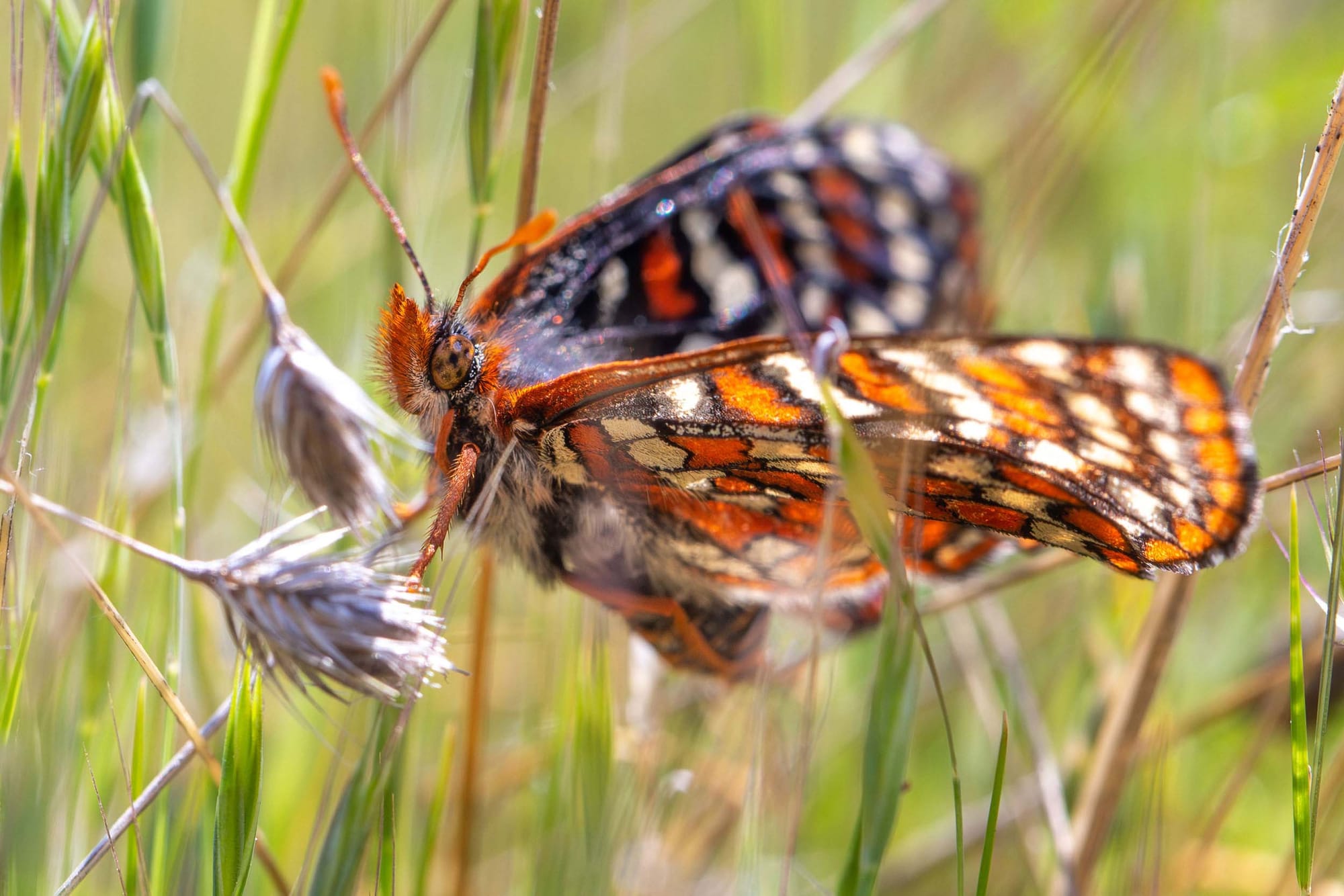 orange, black and cream butterfly perched on green grass