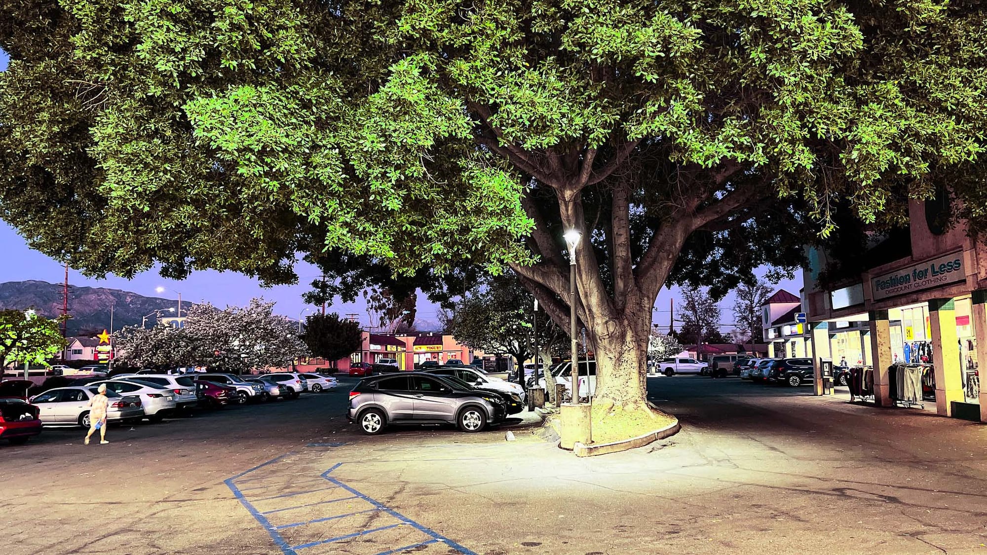 A large tree overshadowing an urban parking lot