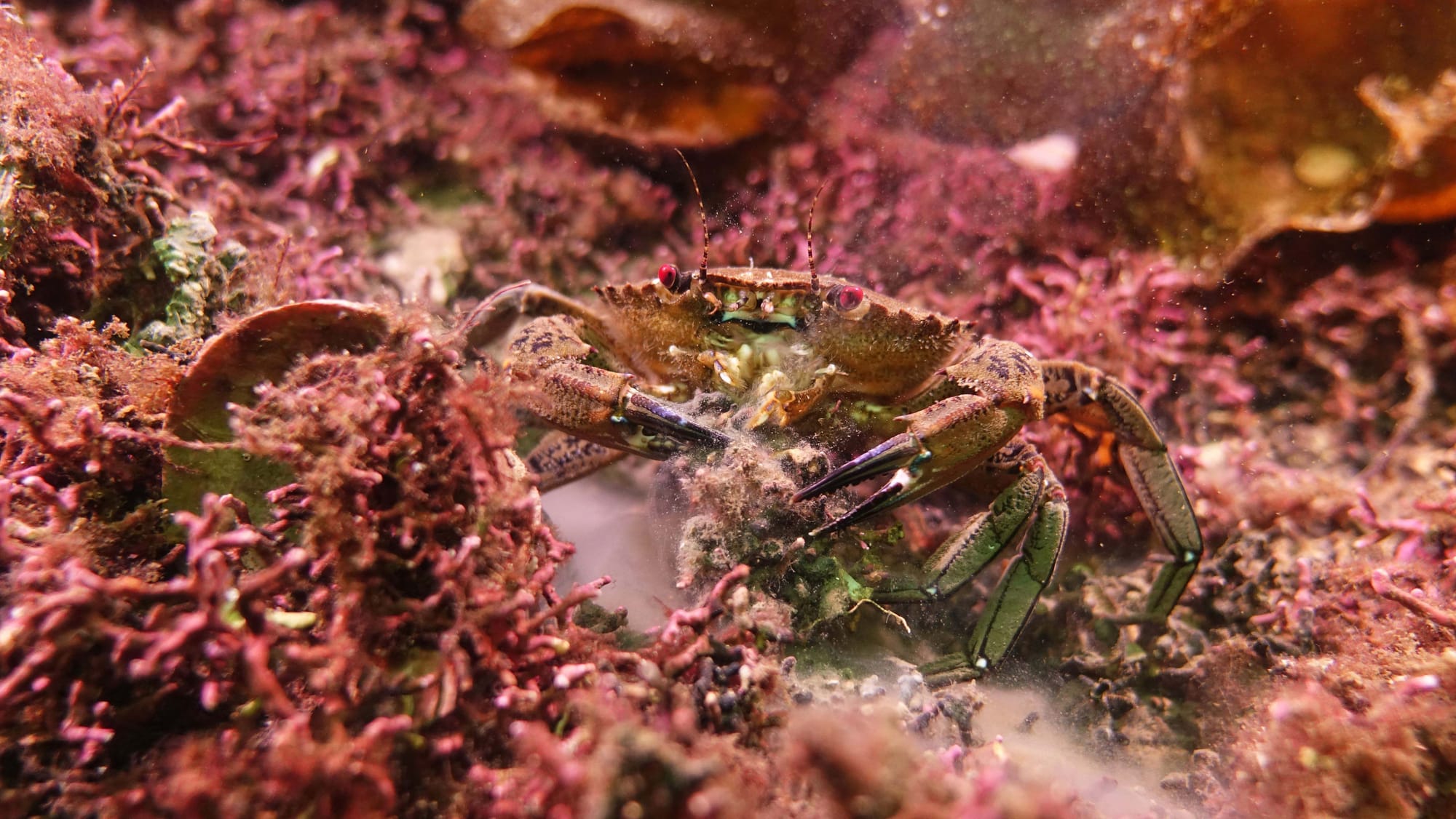 A crab underwater amidst reddish seaweed