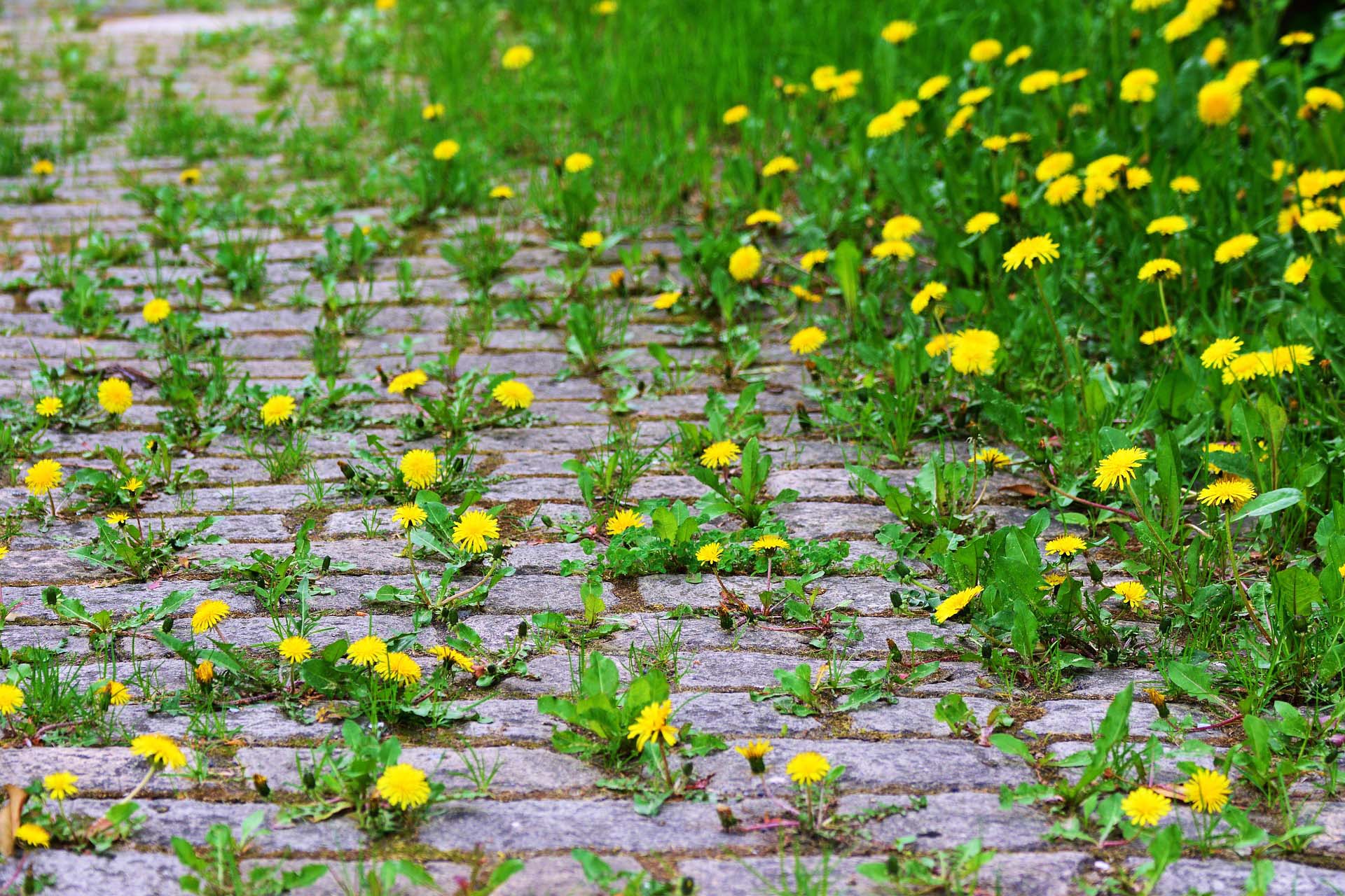 Dandelions in flower, taking over a cobblestoned path