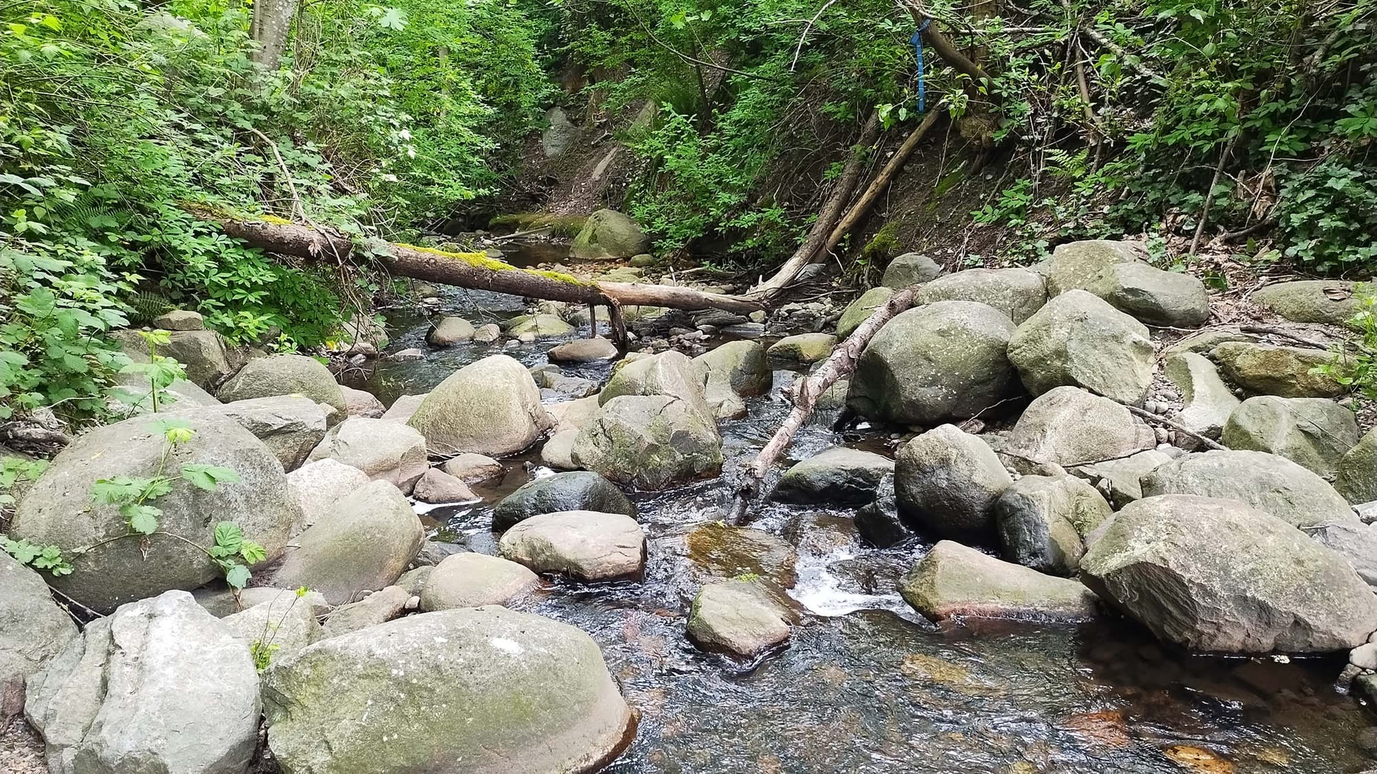 A creek full of large rocks, surrounded by greenery