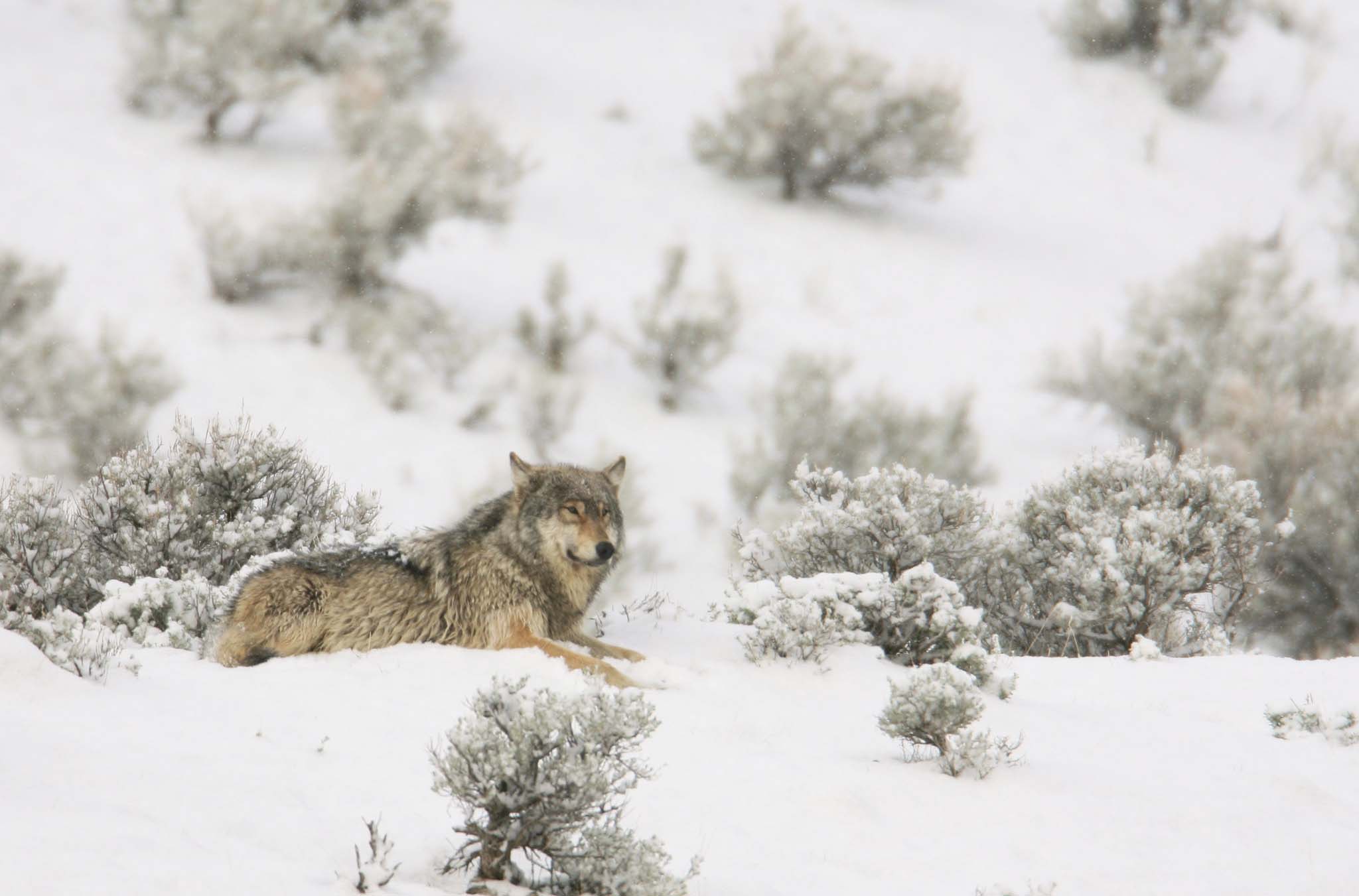 A wolf lying down in a snowy landscape