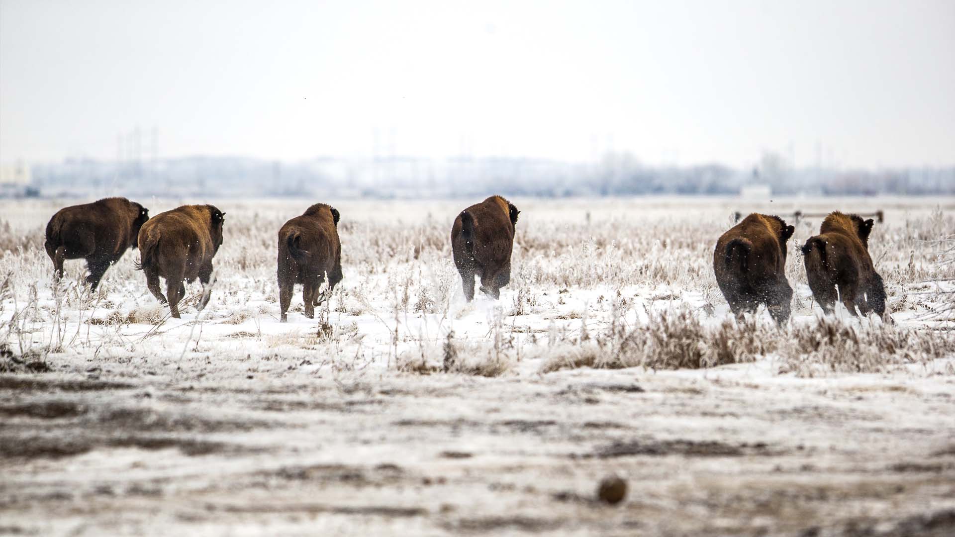 Six bison running away from the camera through a snowy field