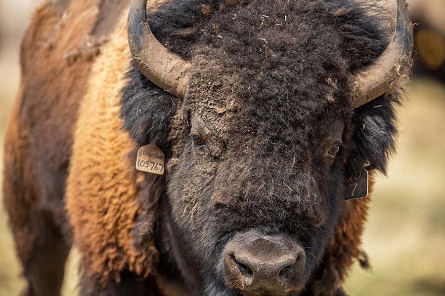 Close-up of a bison with an ear tag