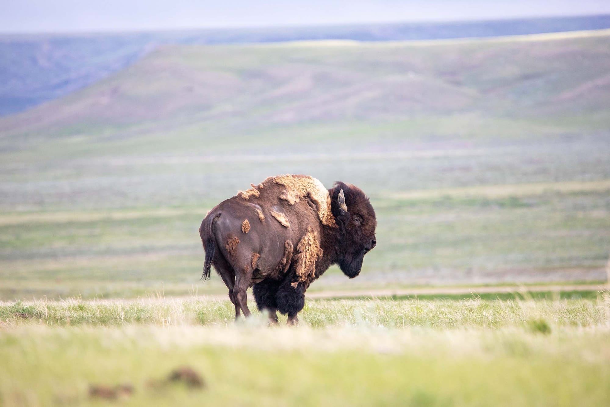 A bison standing in a large grassland environment