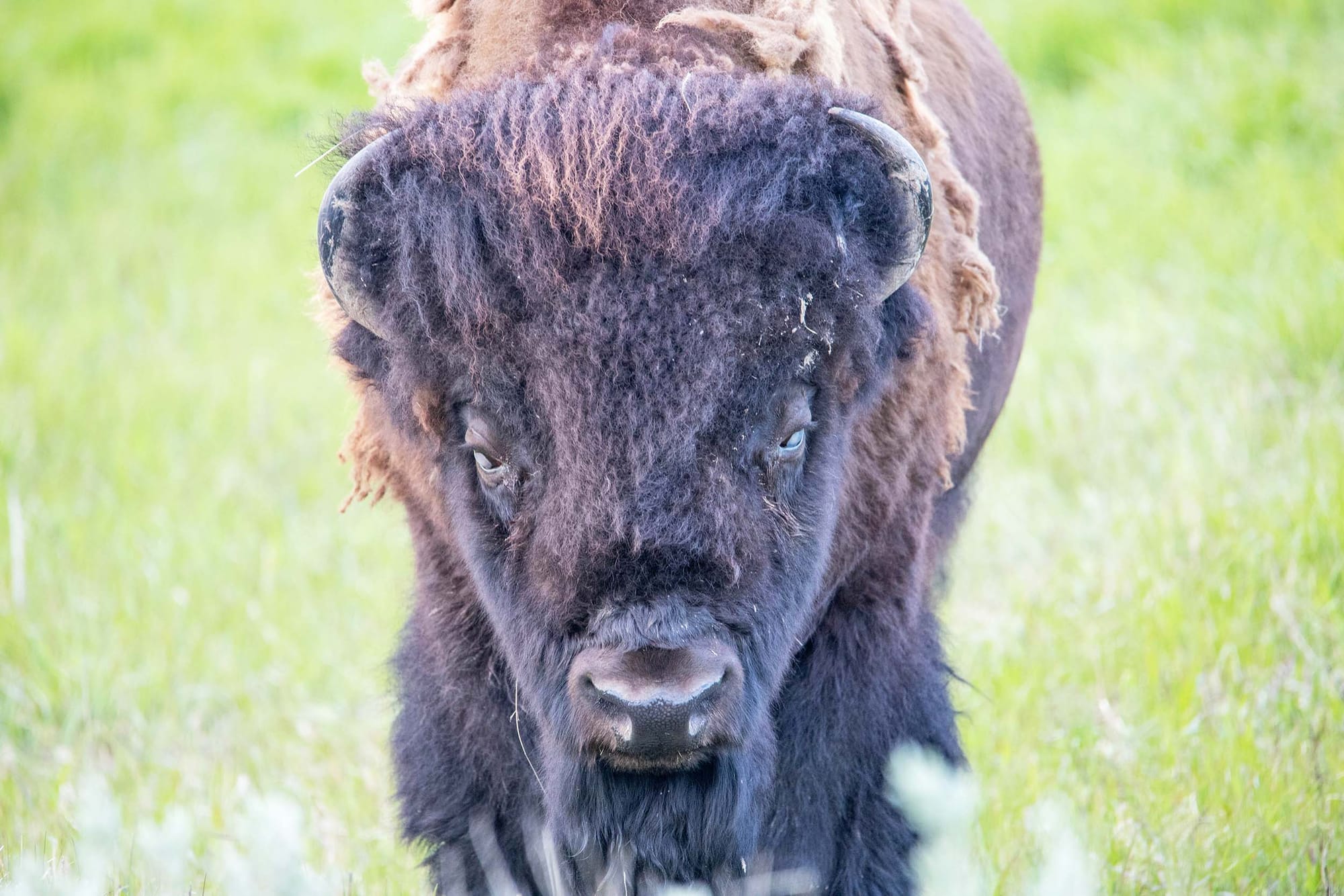 A bison with white eyes facing the camera