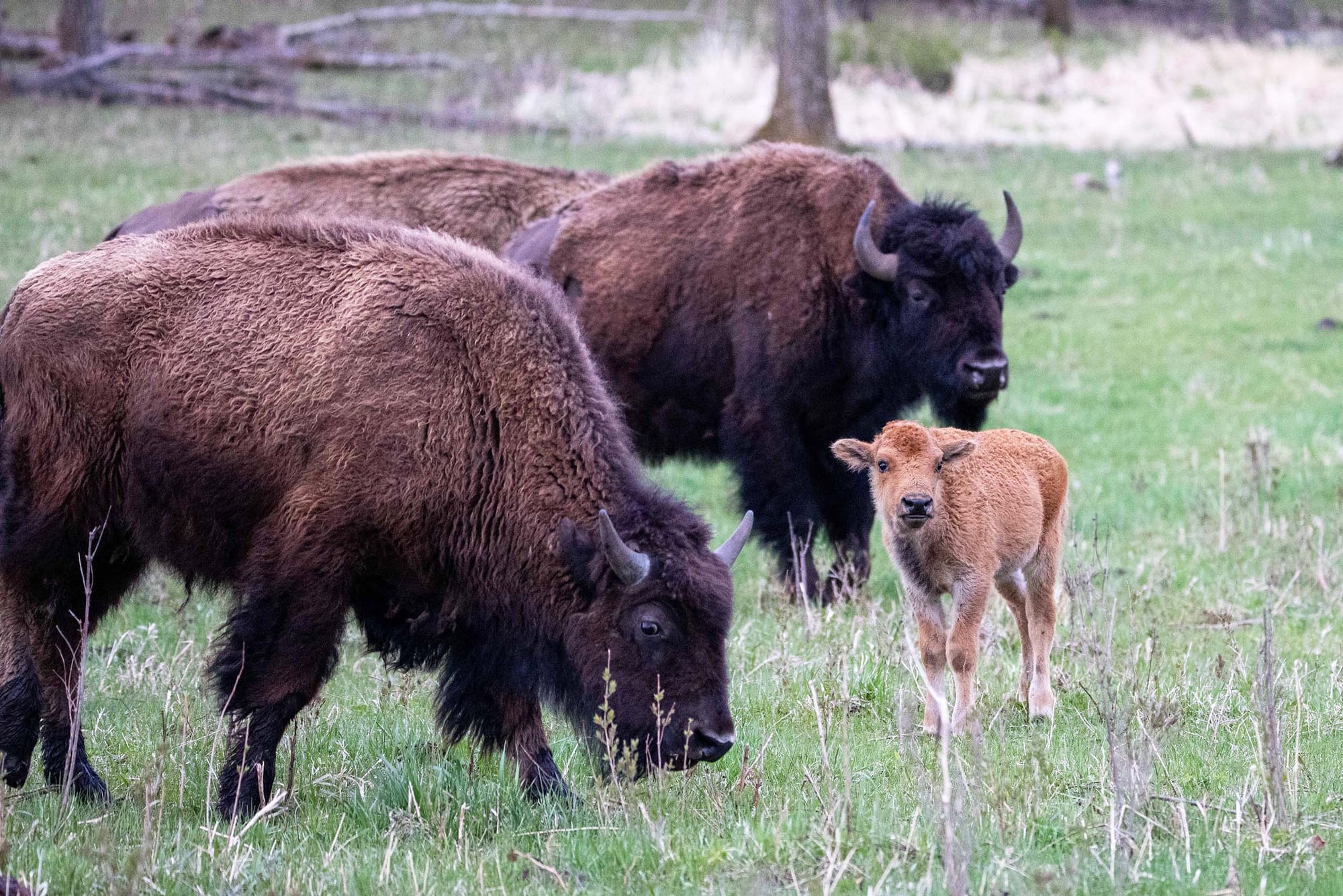 Two adult and one young bison in a field