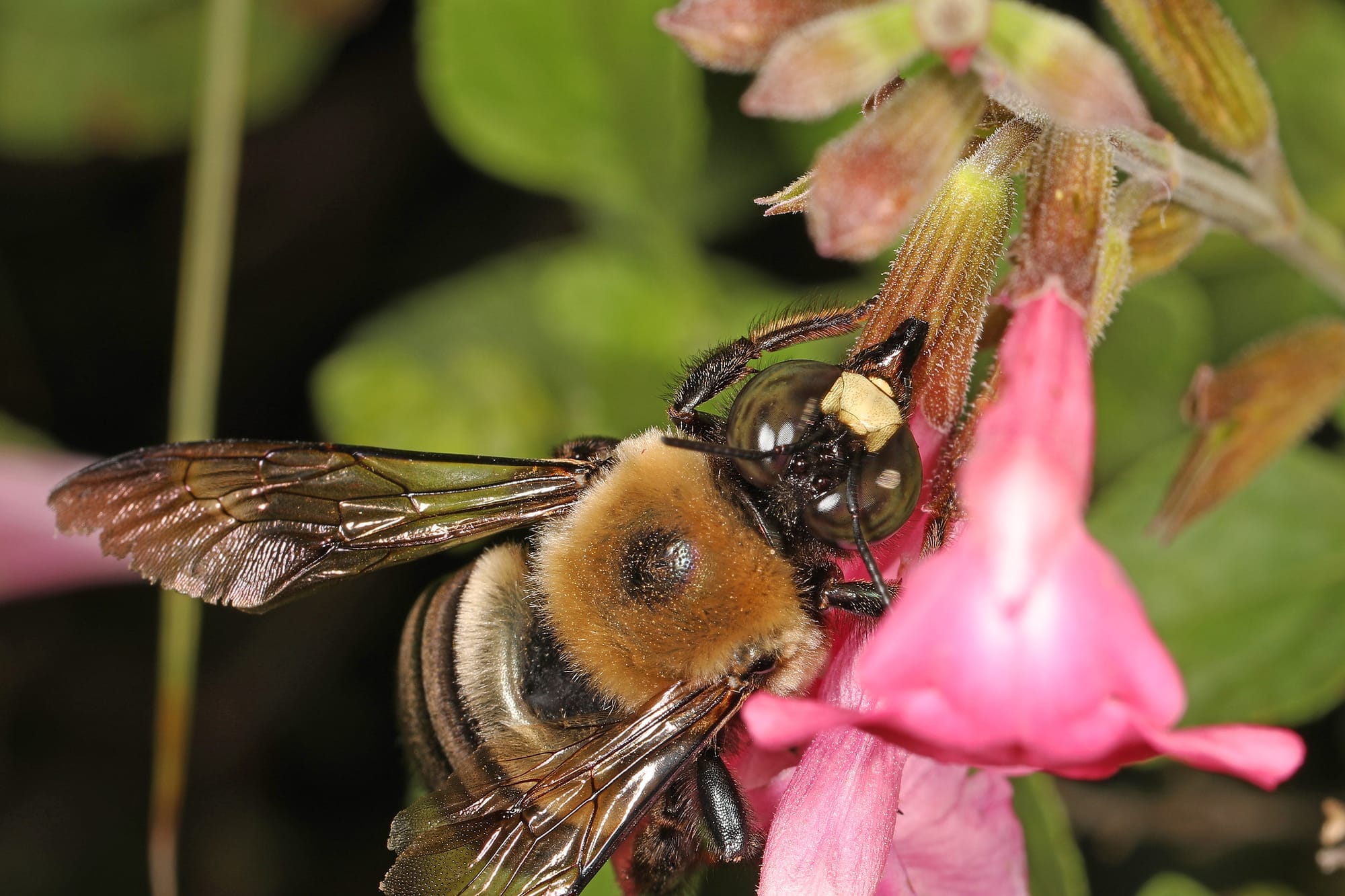 Close-up of a bee on a pink flower