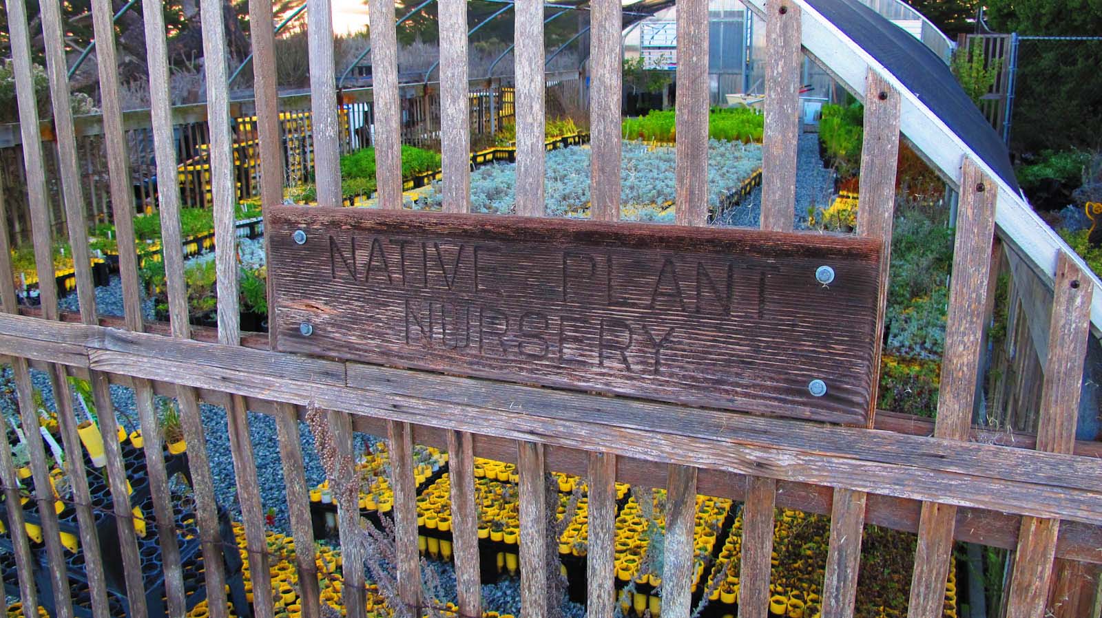 View through a fence of a native plant nursery