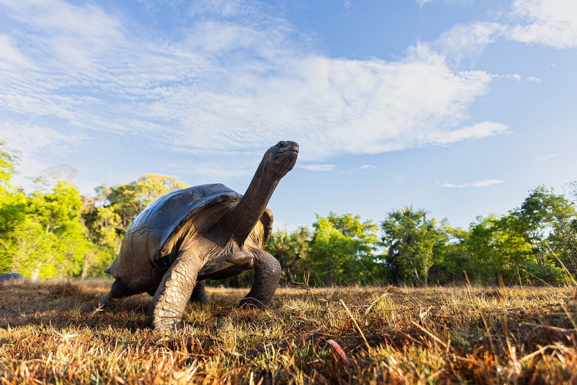 A giant tortoise on brown grass with trees in the background