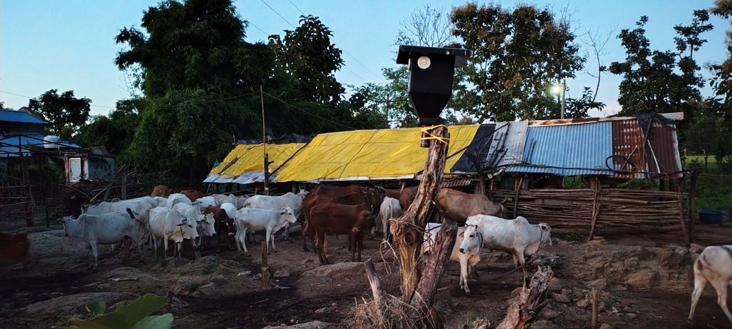 A herd of cattle crowded on dirt ground next to a metal-roofed shed with trees in the background