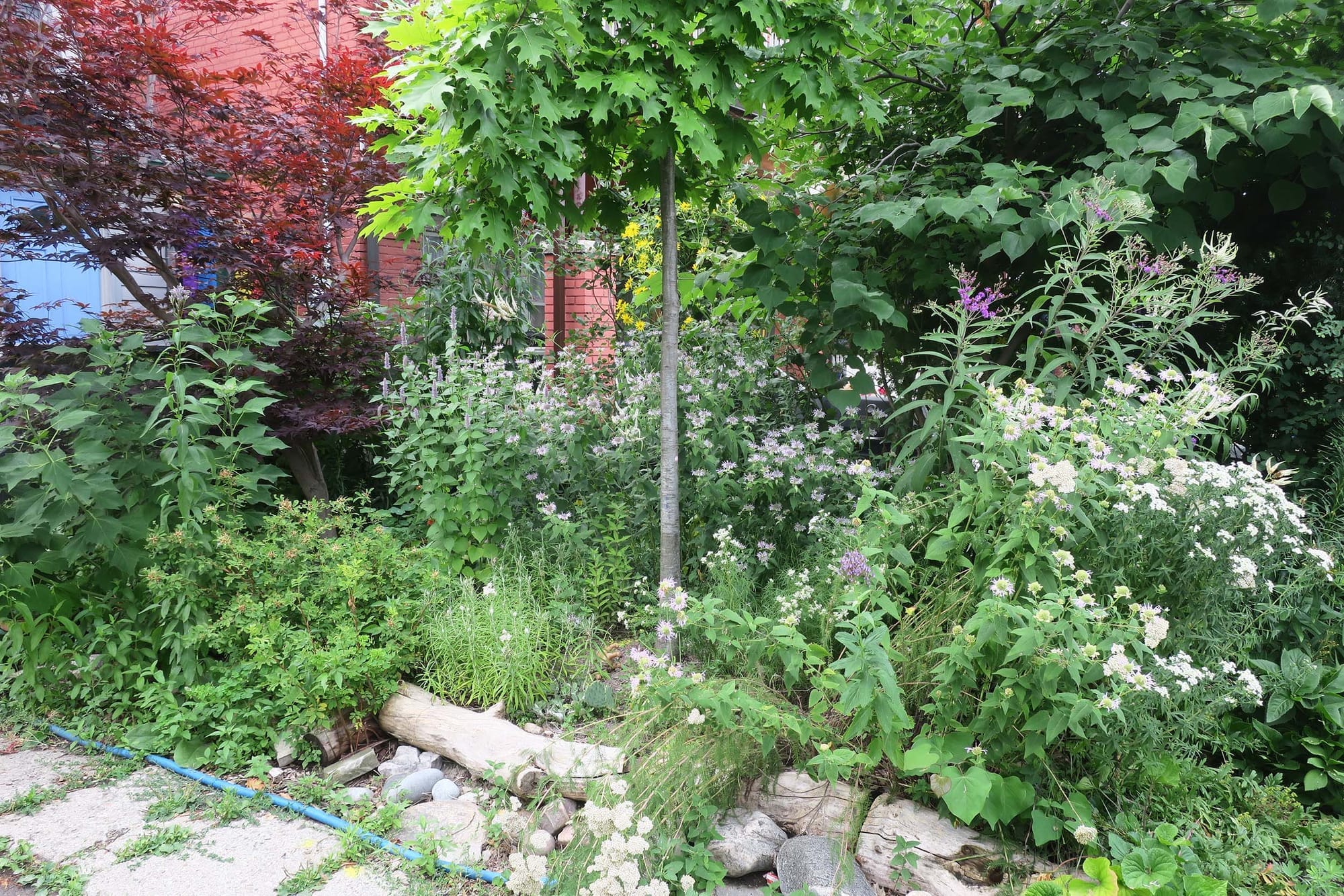 A lush front-yard garden with trees, shrubs, logs and flowers