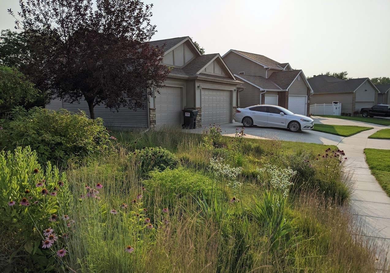 A surburban front yard landscaped in prairie meadow style, with manicured lawns beyond