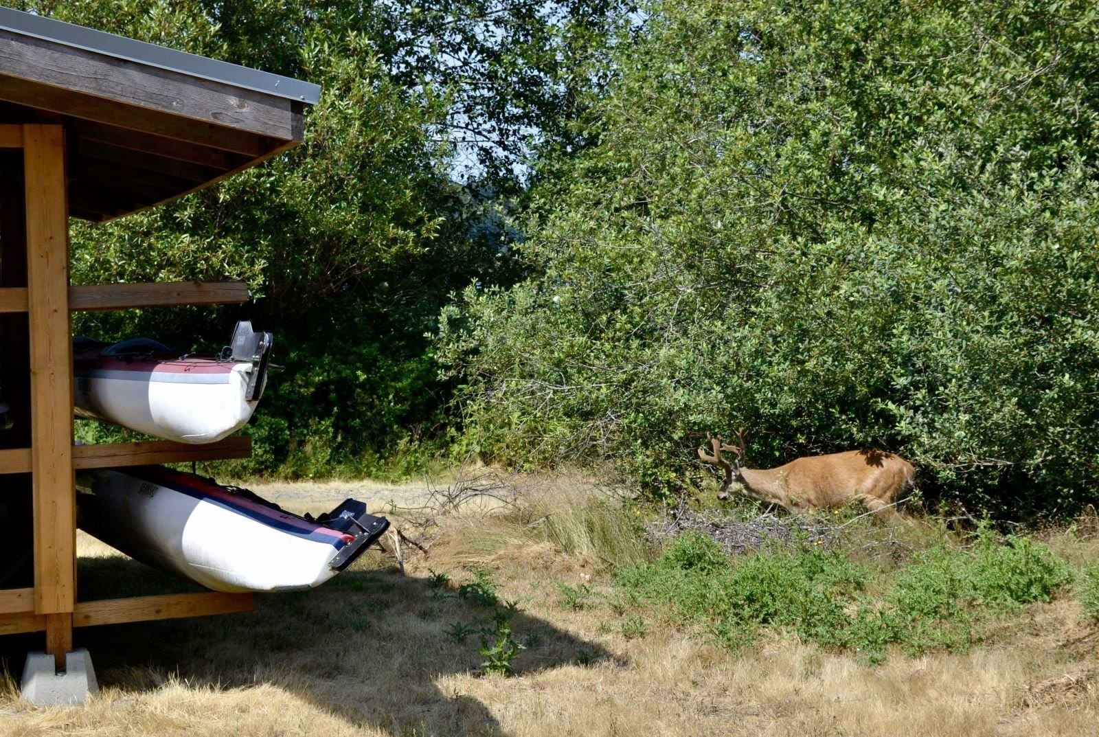 A deer browing under trees near a building with canoes on a rack