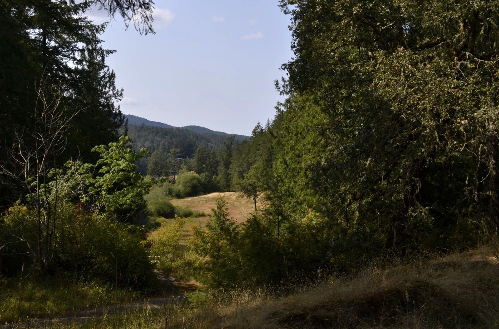 View of a forested and grassy landscape with mountains in the distance