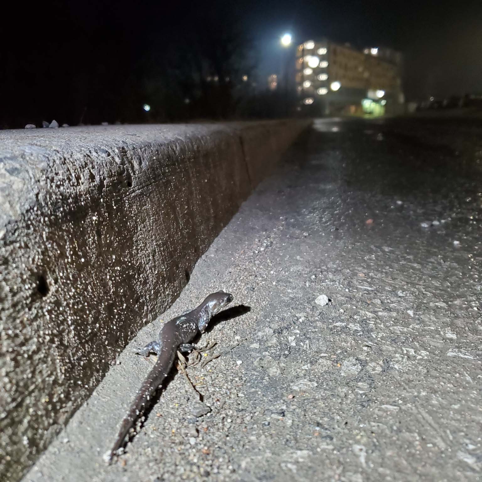 A salamander on the road at night next to a tall roadside curb