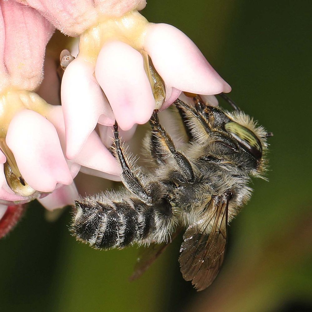 Why Wild Bees Matter, and How We Can All Help Save Them