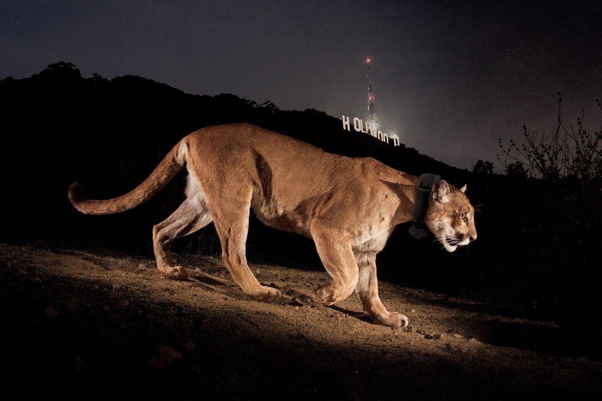 A new bridge will help cougars survive life in L.A.