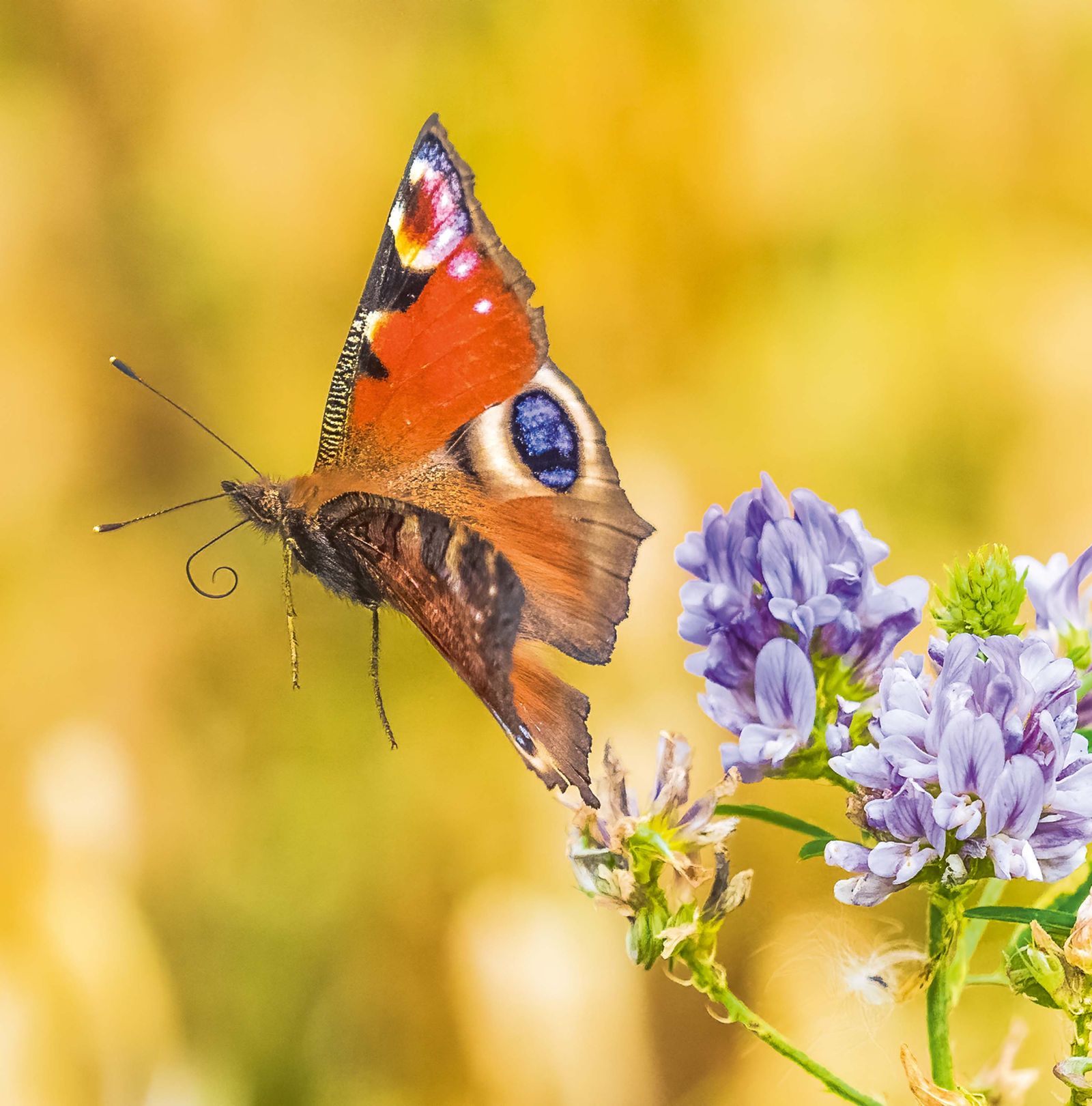 how-and-why-to-photograph-butterflies