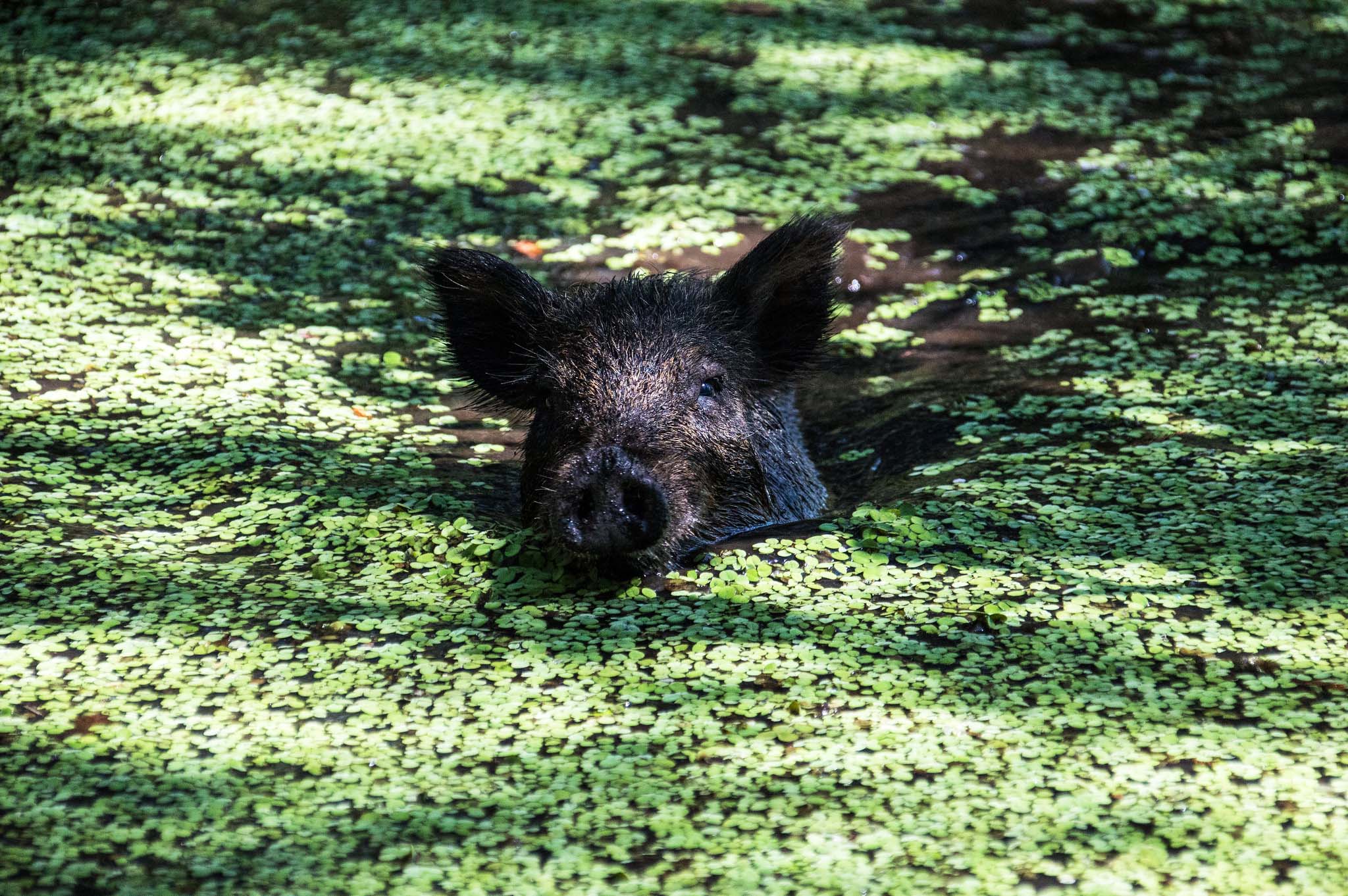 are-wild-boar-good-or-bad-the-answer-is-complicated