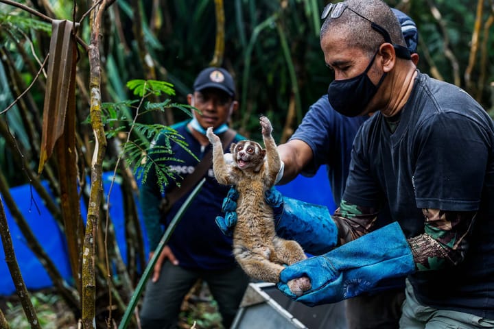 A person outdoors in a forest holding a Javan slow loris while others look on.