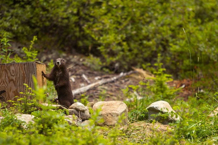 A marmot standing up with one paw on a plywood box, surrounded by trees, rocks and scrub