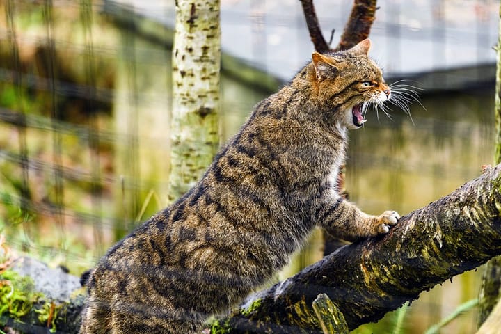 A Scottish wildcat perched on a branch in an enclosure, looking displeased