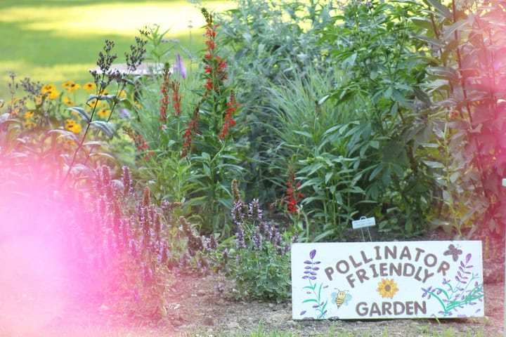 Garden with flowers and a sign reading "pollinator friendly garden"