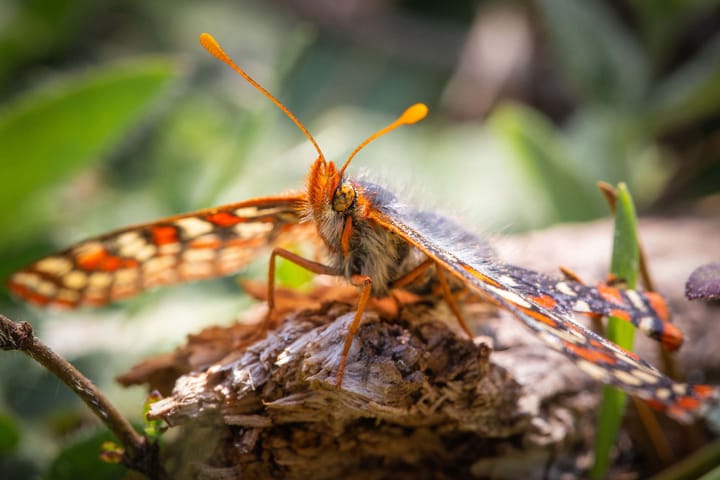 Close-up of a butterfly with orange, black and cream patterning and orange antennae