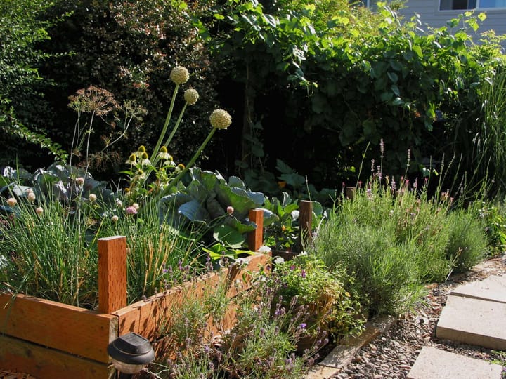 A hedge, raised beds full of vegetables, border plants and a pathway
