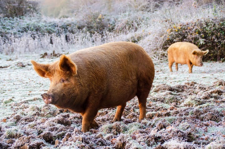 Two pigs outdoors in a frost-covered landscape