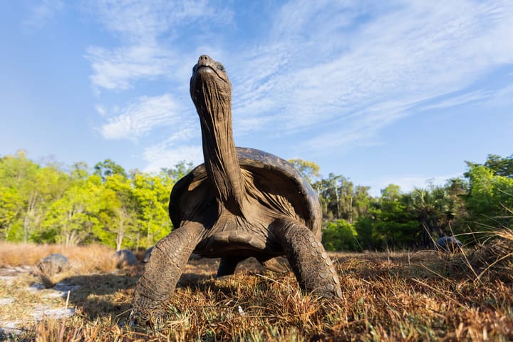 Madagascar’s giant tortoises are back – after 600 years