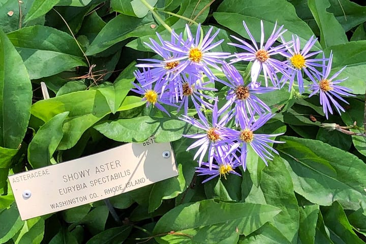 Purple flowers with yellow centres amidst green leaves with a tag reading Showy Aster: Eurybia Spectabilis